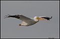 _7SB6316 american white pelican